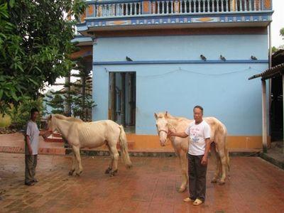 Nhiều nhà có xe hơi, biệt thự từ nghề nuôi ngựa bạch