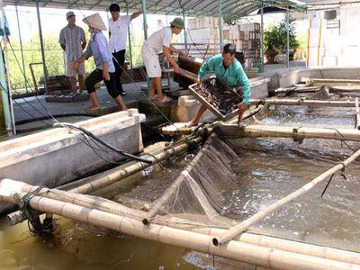 Nông dân dễ dàng thu tiền tỷ nhờ cá bống bớp
