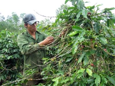 Nông dân Hướng Hóa quay lưng với cà phê