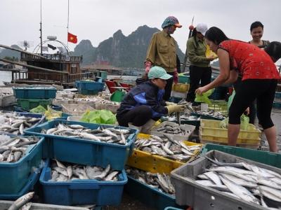 Làm gì để nuôi hải sản, làm muối an toàn ở 4 tỉnh miền Trung?