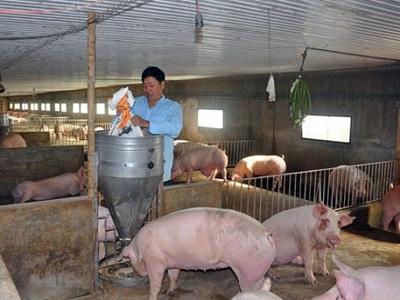 Nuôi lợn cũng giỏi, làm giám đốc cũng tài