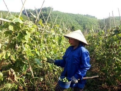 Cây dưa sống khỏe, trẻ lâu nhờ NPK Văn Điển