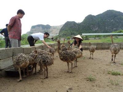 Quy trình Kỹ thuật Chăn nuôi đà điểu - Kỹ thuật nuôi đà điểu từ sơ sinh đến 3 tháng tuổi - Phần 2