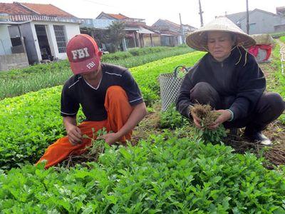 Rau sạch - đam mê và nản lòng