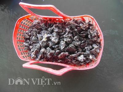 Rình nước rút cầm cuốc đi săn hàu