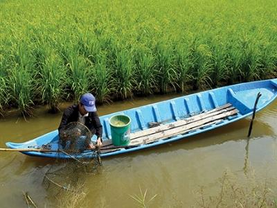 Đề án tôm, lúa: Nâng cao hiệu quả sản xuất của ngành nông nghiệp