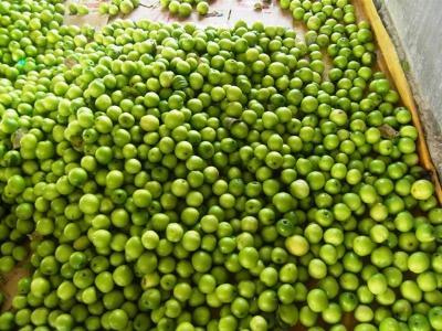 Táo Ninh Thuận giảm giá chỉ còn 5.000 đồng/kg