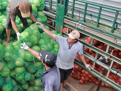 Thương lái Trung Quốc tăng cường thu mua, dừa khô sốt giá