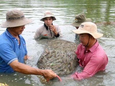 Tôm Việt Nam kỳ vọng thành thương hiệu hàng đầu thế giới