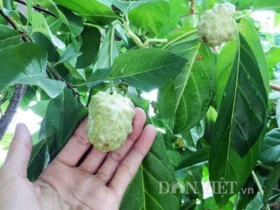 Trái nhàu xấu lạ nhưng đậm đà mùi vị dễ gây nghiện