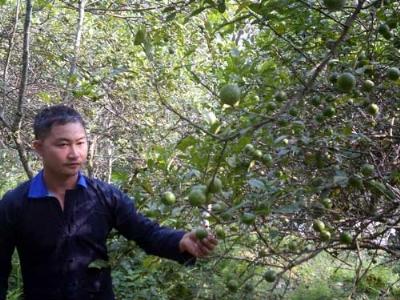 Chàng trai Mông giỏi làm giàu nơi biên giới