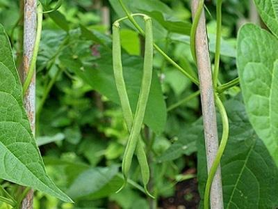 Cách trồng đậu đũa