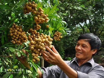 Trồng nhãn VietGap, nông dân Hưng Yên hết lo đầu ra