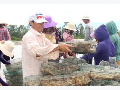 Nghệ An: Nuôi tôm VietGAP thu nhập gần 1 tỷ đồng/ha