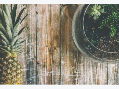 How to Grow a Pineapple Indoors