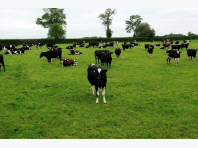 Maximising profit from pasture management