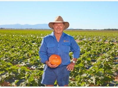 Growers step out with new pumpkin variety