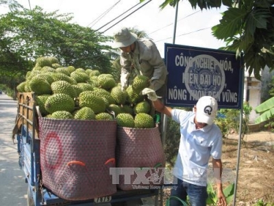 Trồng sầu riêng VietGAP thu tiền tỉ mỗi năm