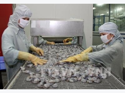 EU trở thành thị trường nhập khẩu tôm lớn nhất của Việt Nam