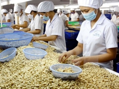 Cashew exports in eight months fetch 2.2 billion USD