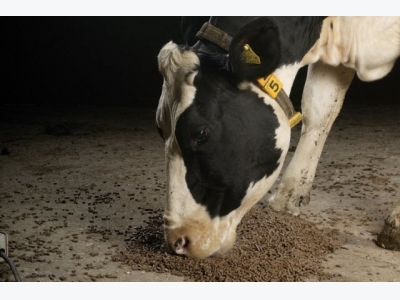Less dairy feed produced globally