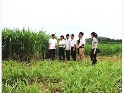 Hiệu quả kép từ mô hình trồng cỏ nuôi bò ở Ninh Bình