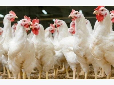 4 keys to US poultry industry profitability in 2017