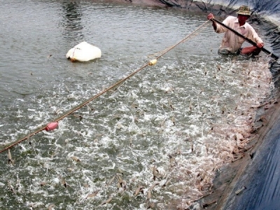 Ca Mau works to promote fishery sector