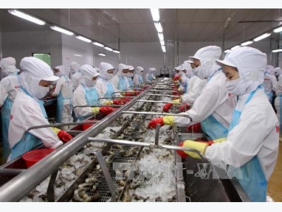 Efforts made to control disease safety in shrimp exported to Australia