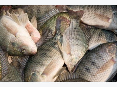 Vietnamese farmers turned off of tilapia