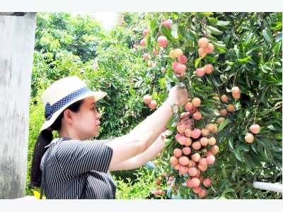 Science, technology enhance litchi quality