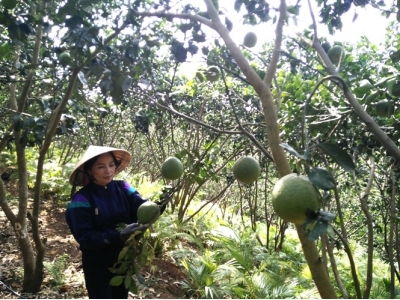 Người trồng bưởi da xanh đầu tiên trên cao nguyên, thu hơn 1 tỷ đồng/năm