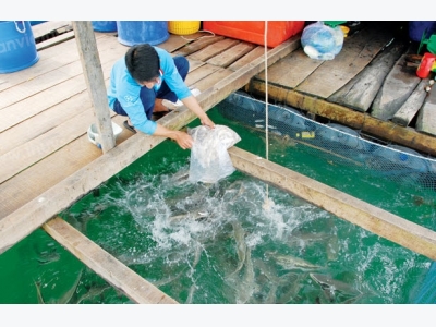 Một số bệnh thường gặp trên cá nuôi biển