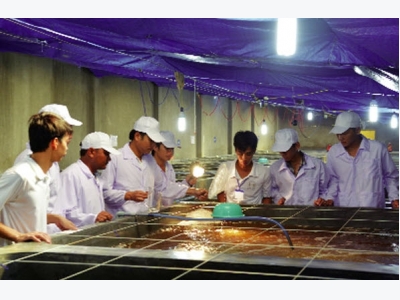 Kỳ vọng giống thủy sản “made in Vietnam”