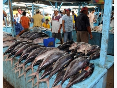 Giá cá ngừ vằn Ecuador tăng cao hơn so với tại Bangkok