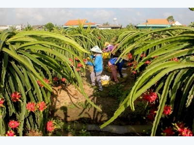 Để trái thanh long cập bến những thị trường khó tính