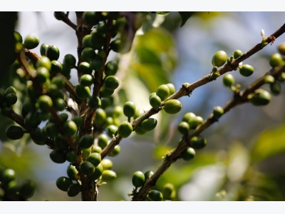 Climate change threatens Latin America coffee producers