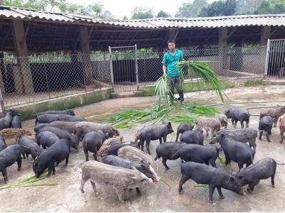 Cảm phục tấm gương lên núi nuôi lợn rừng, thu 2 tỷ đồng/năm