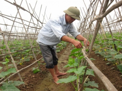 Hanoians want safe veggies, but supply is inefficient