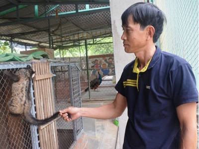 Bí quyết làm giàu: Nuôi chồn hương và chim công