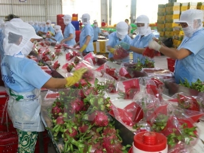 Vietnam to export dragon fruit to Australia