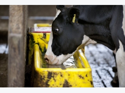 Heat stress: an increasing risk for European cows