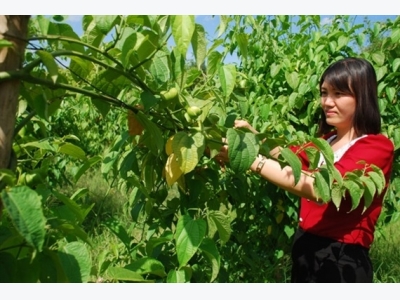 Qua Thái Lan và Campuchia xem bạn trồng cây sa chi
