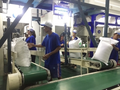 Rice exports up significantly