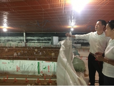Trang trại gà đẻ hơn 330.000 con xịn nhất Tiền Giang