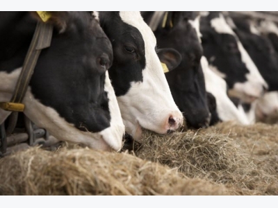 Amino acid nutrition key for dairy cows