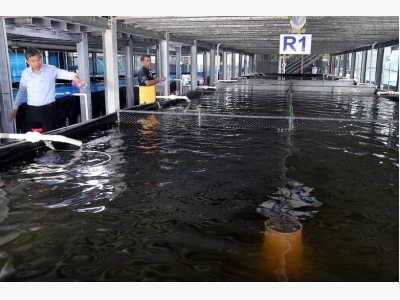 Multi-storey fish farms could boost local yields