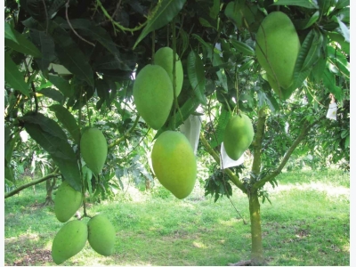 Vietnamese green mango popular in Australia