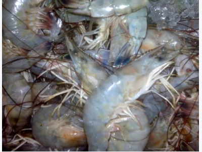 Novel protein shown to boost shrimp survival