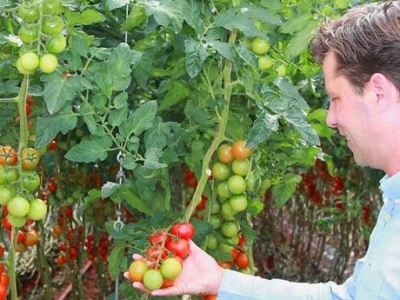 Dutch grower boosts tomato yield in LED trial